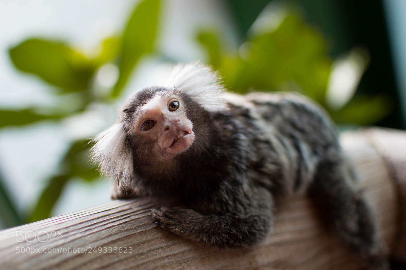 Nikon D3200 sample photo. Little monkey photography