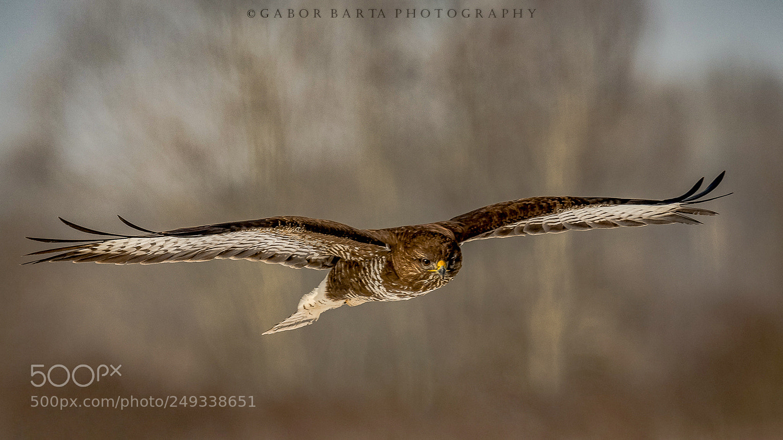 Nikon D500 sample photo. Flight of the buzzard photography
