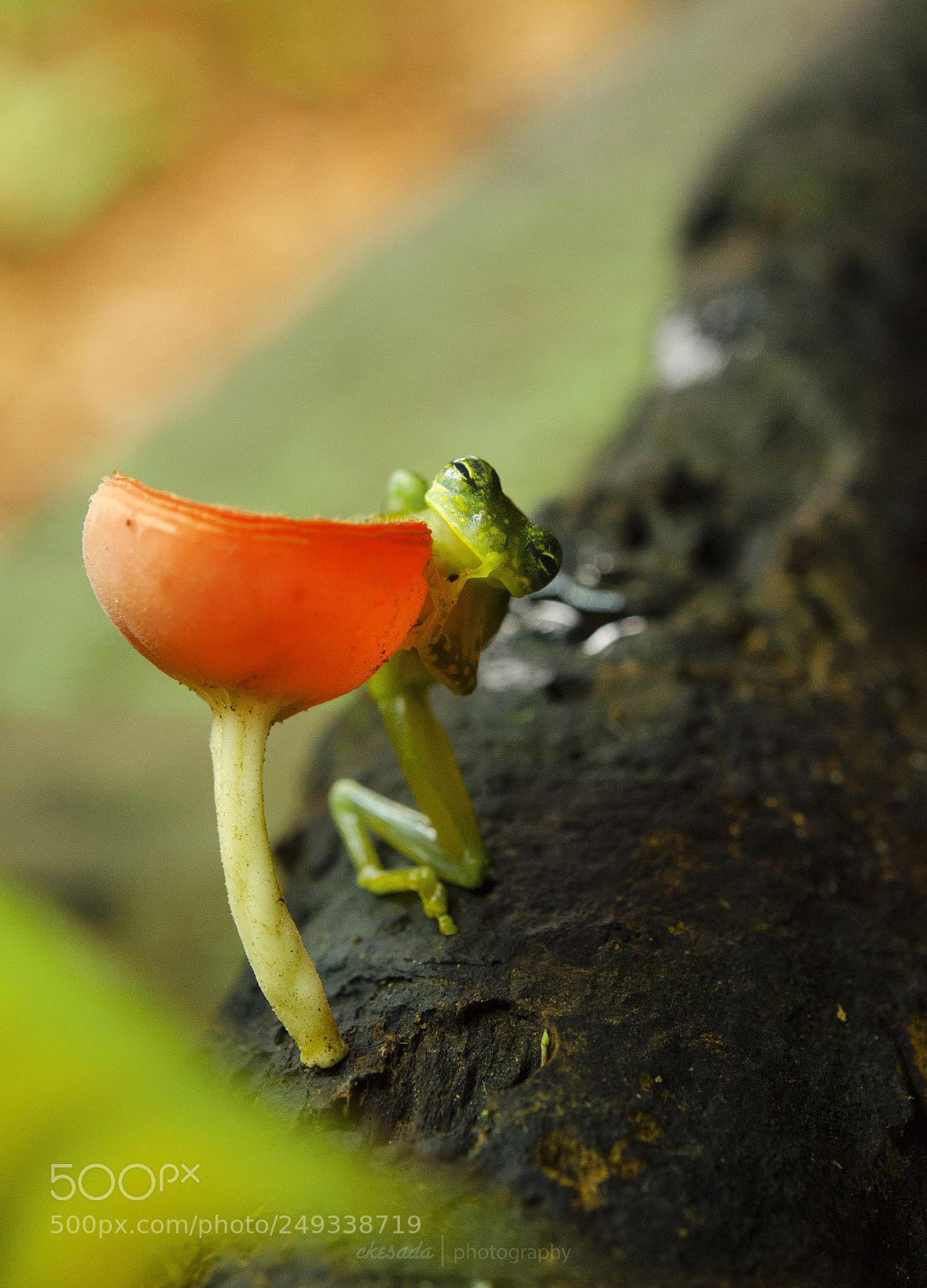 Nikon D5100 sample photo. Some of the costa photography