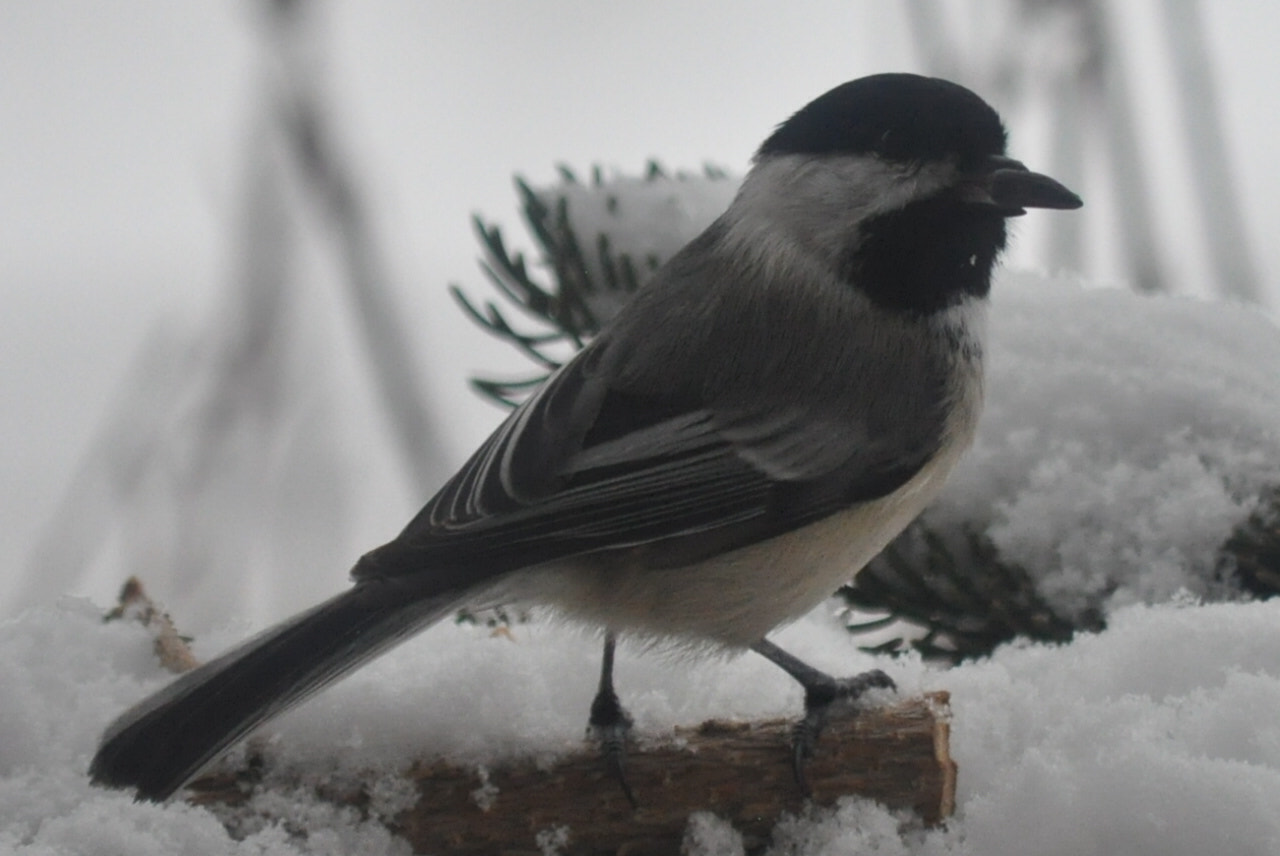 Nikon D5000 sample photo. Mr. chickadee photography