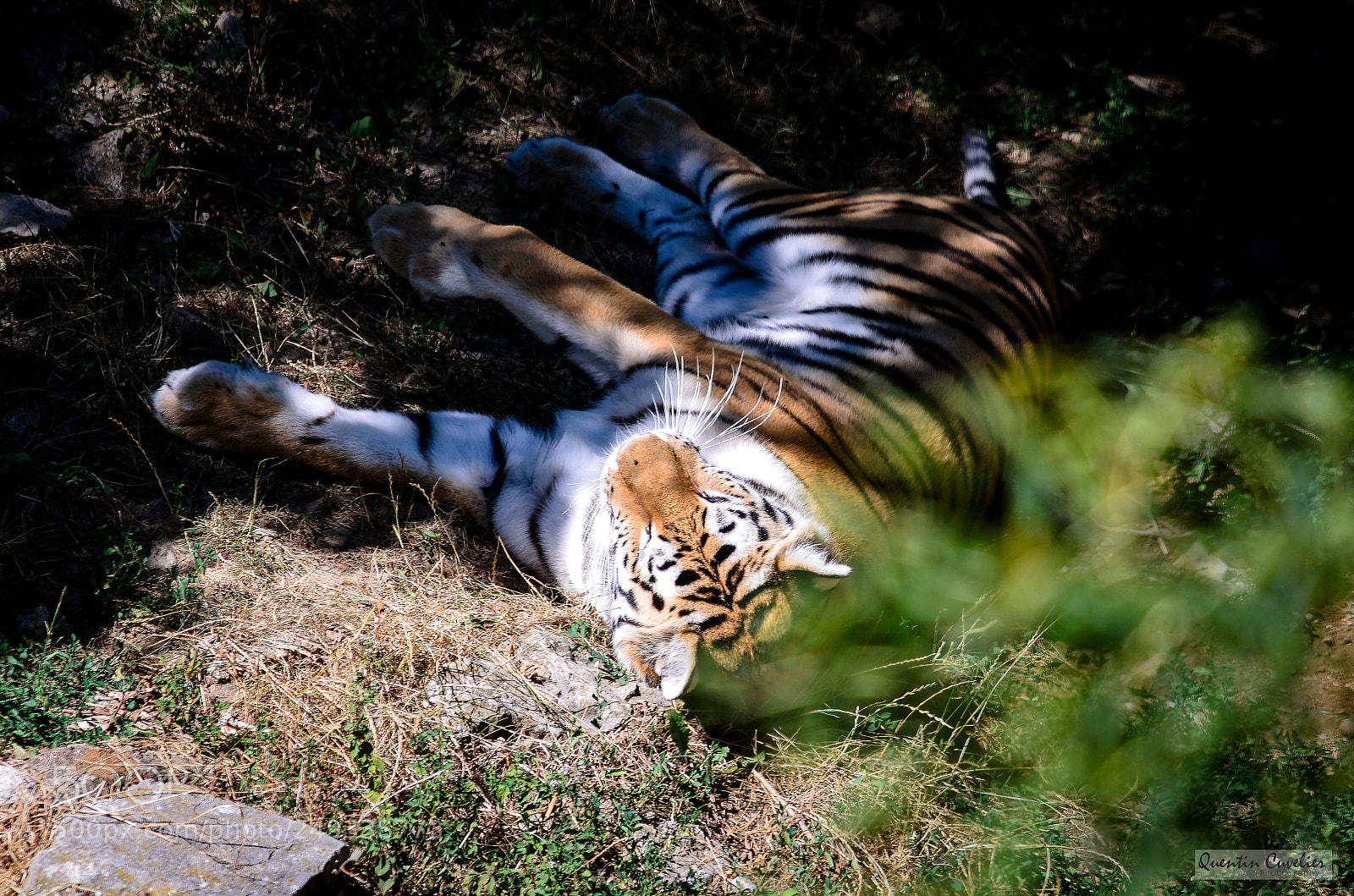 Nikon D7000 sample photo. Tiger 1 photography