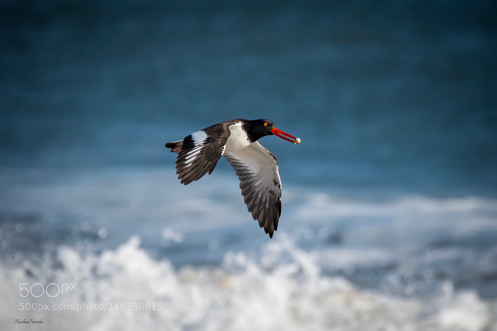 Nikon D500 sample photo. American oystercatcher / 3 photography
