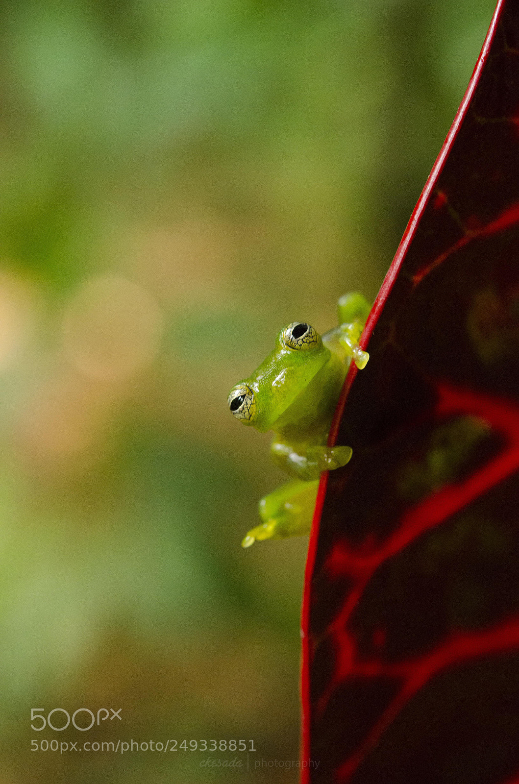 Nikon D5100 sample photo. Some of the costa photography