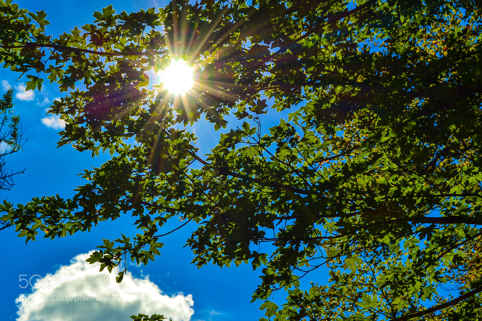 Nikon D3100 sample photo. Sunshine photography