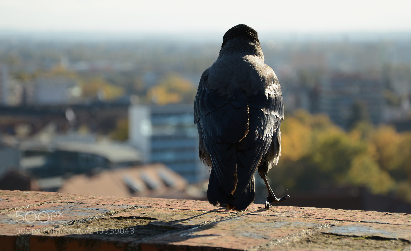 Nikon D3200 sample photo. Bird above the city photography