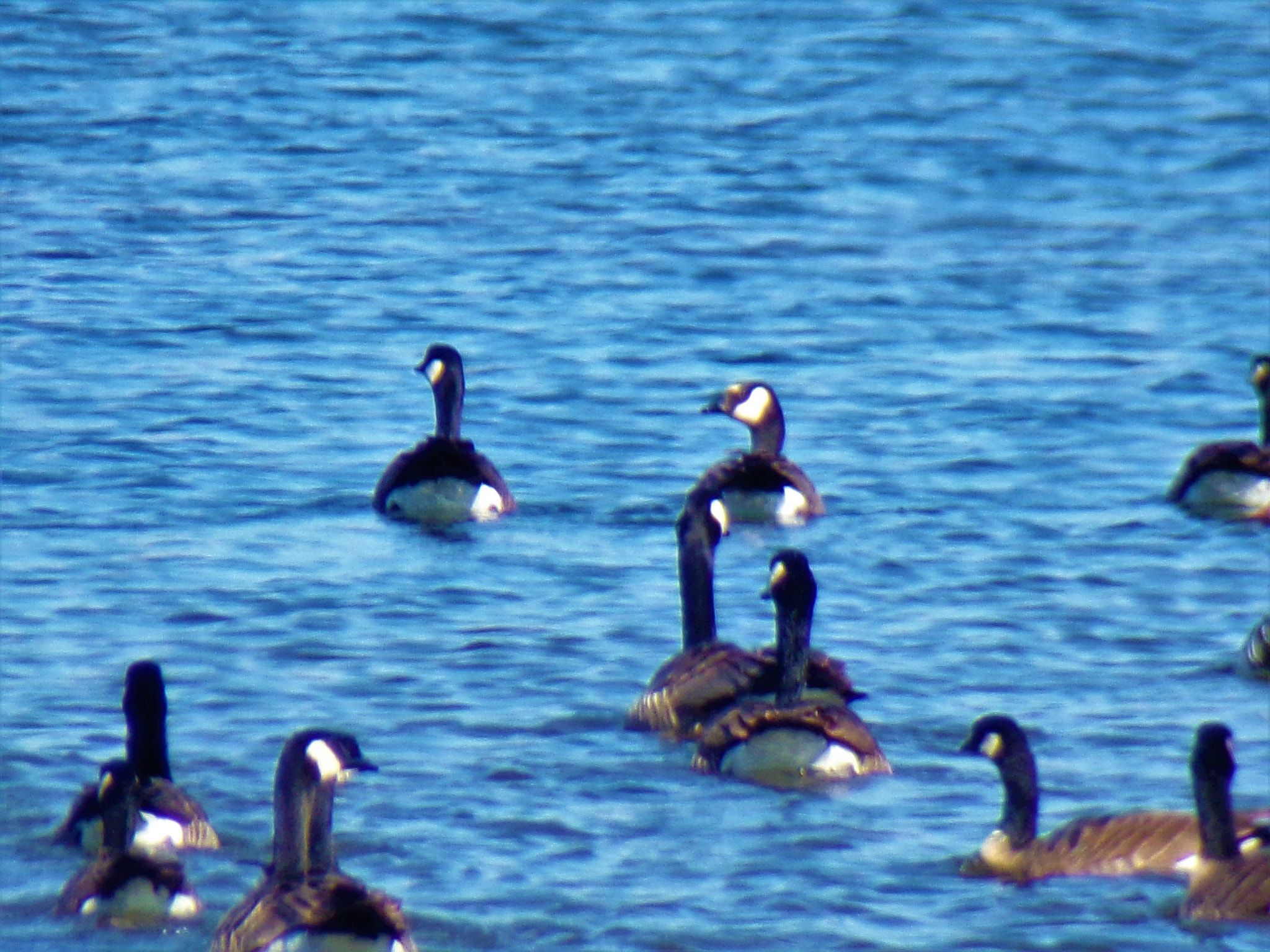 JK KODAK PIXPRO AZ401 sample photo. Migratory birds photography
