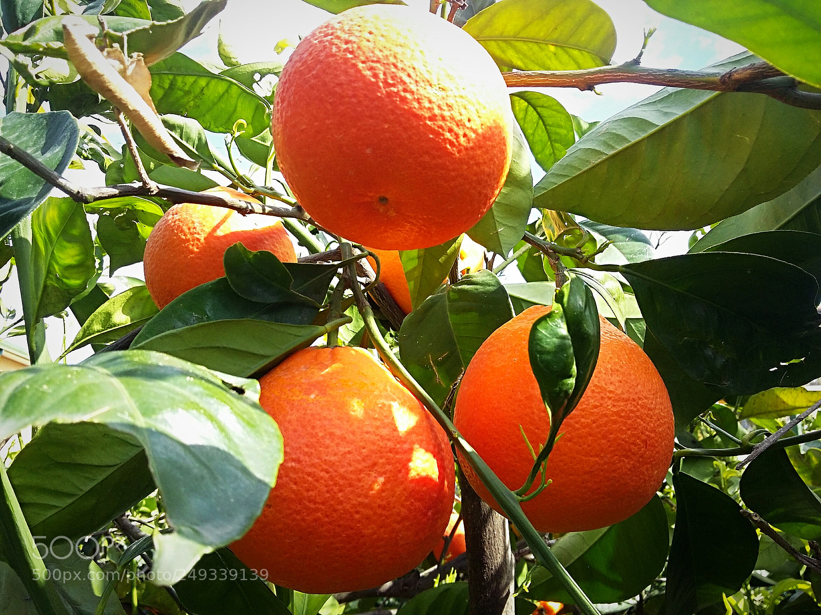 Samsung Galaxy Grand Prime sample photo. Red oranges from sicily photography