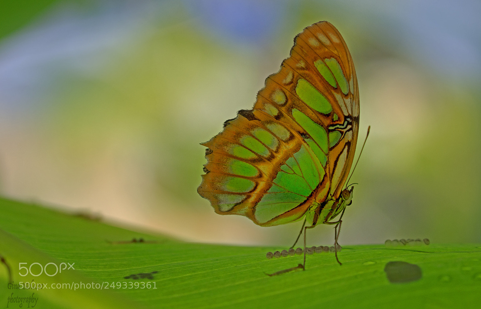 Nikon D3200 sample photo. Malachita protecting her eggs photography