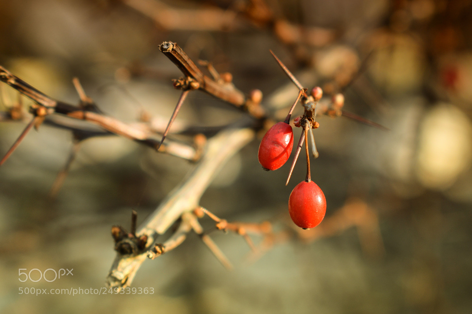 Nikon D3300 sample photo. Bobule...... photography