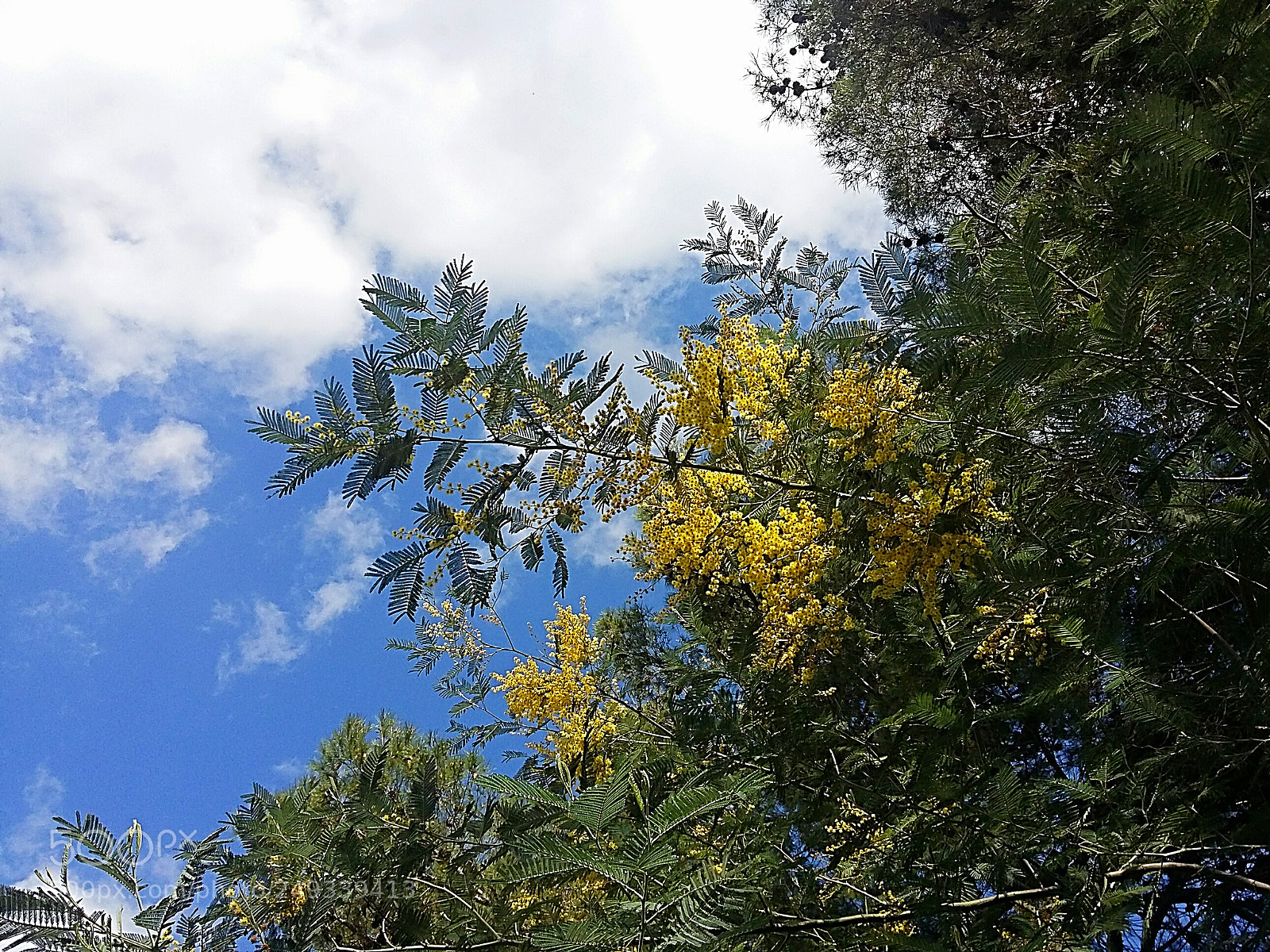 Samsung Galaxy Grand Prime sample photo. Spring in sicily mimosa photography
