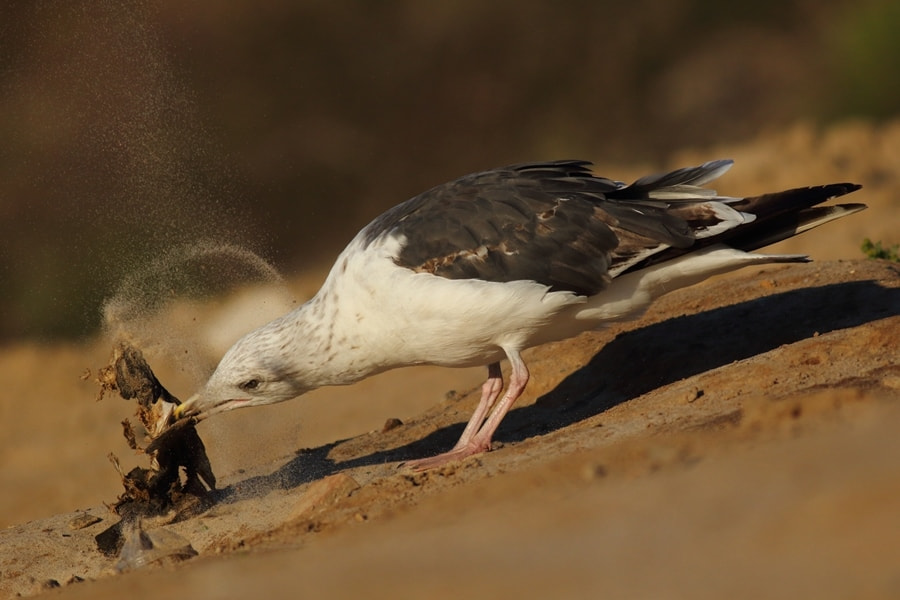 Canon EOS 60D + Canon EF 400mm F5.6L USM sample photo. The great black-backed gull (larus marinus) photography