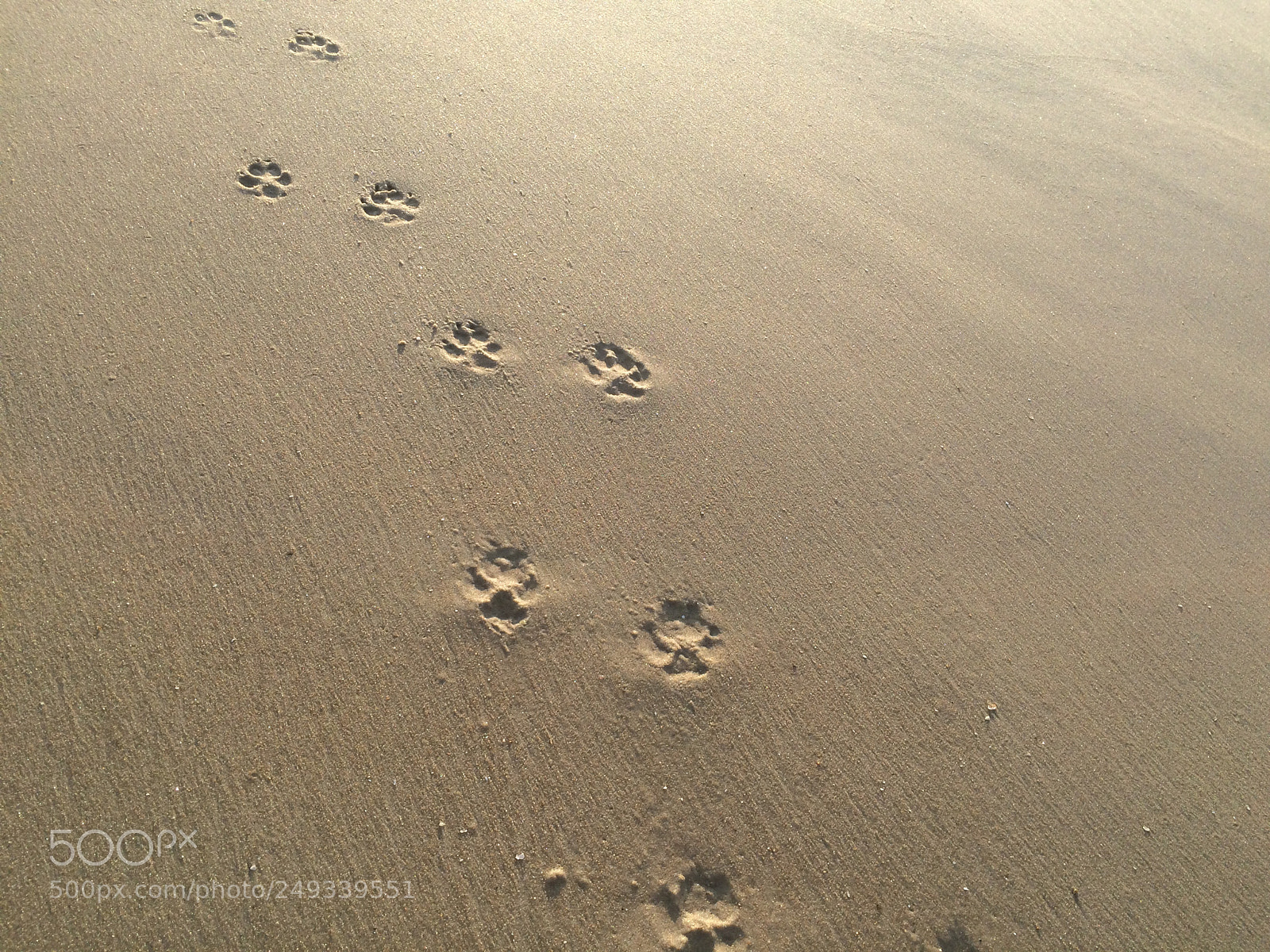 Apple iPhone 5s sample photo. Sandy paws photography