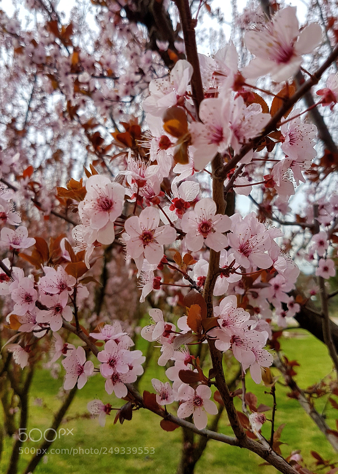 Samsung Galaxy S7 Edge sample photo. Spring colour photography