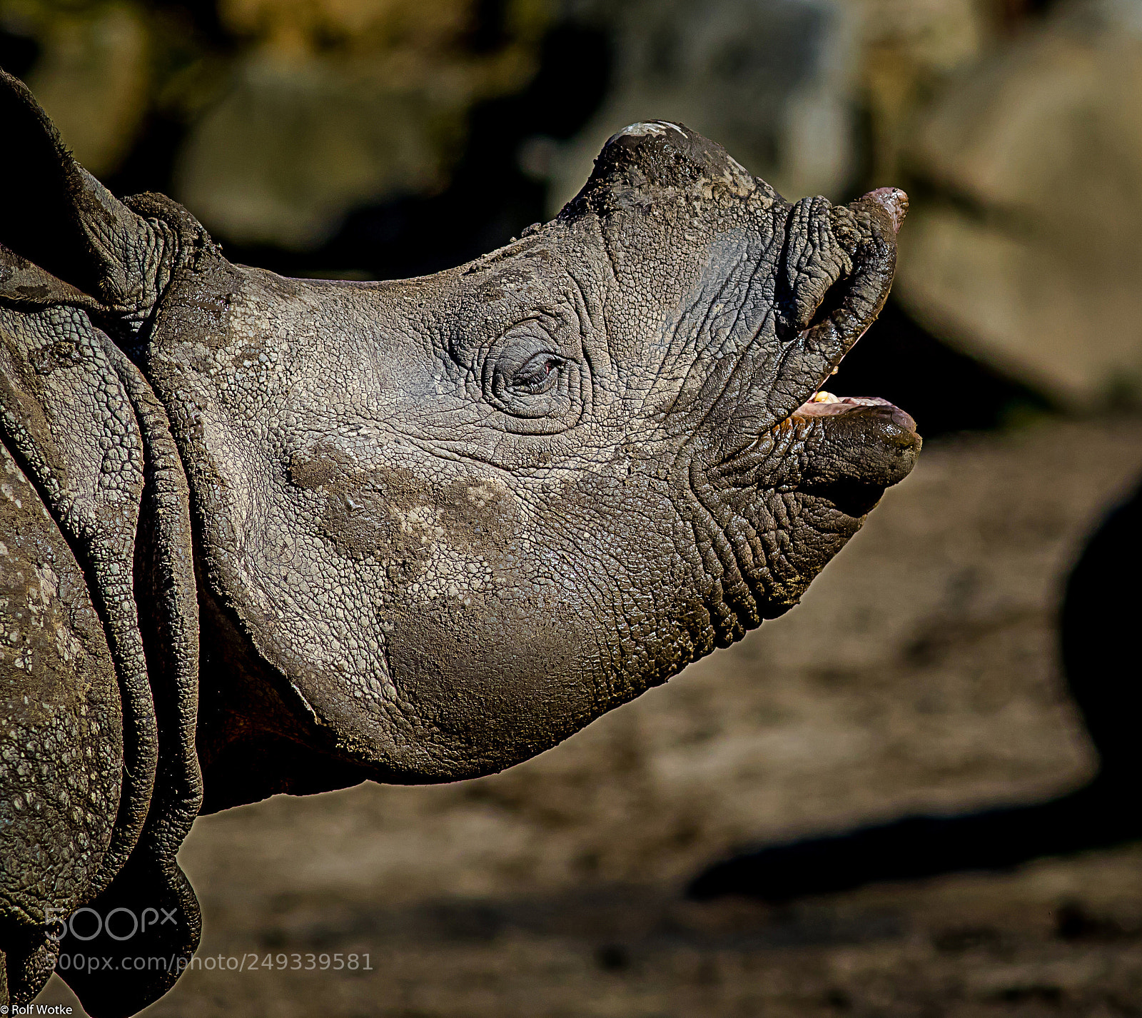 Canon EOS 7D Mark II sample photo. Nashornkind ruft nach seiner photography