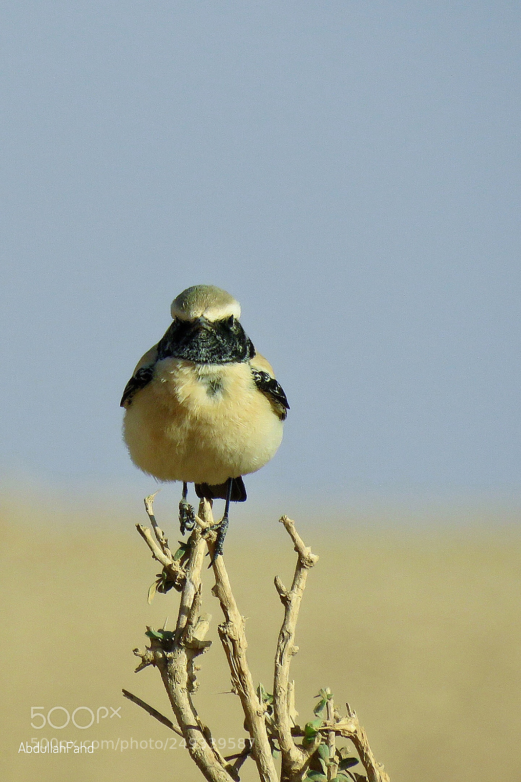Canon PowerShot SX60 HS sample photo. Desert wheatear photography