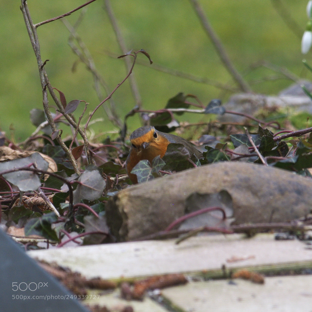 Fujifilm X-T20 sample photo. Erithacus rubecula photography