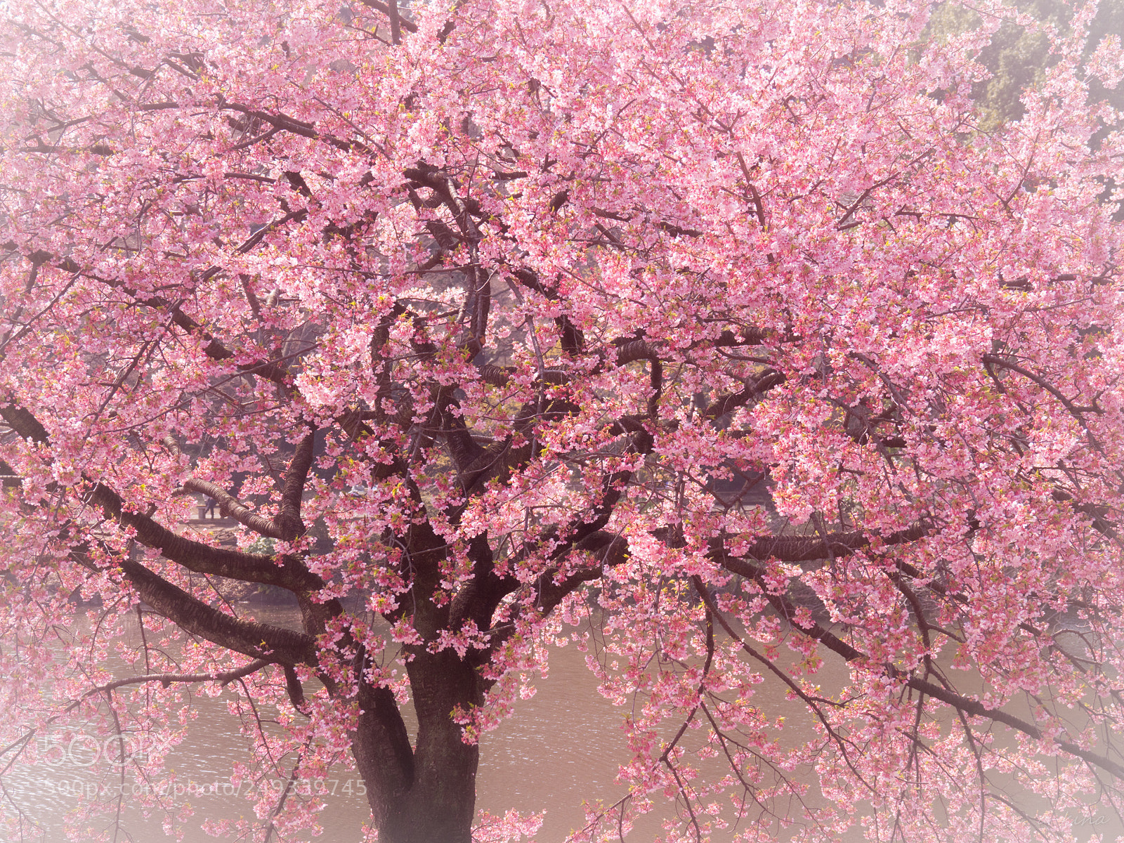 Olympus OM-D E-M1 Mark II sample photo. 春満開 photography