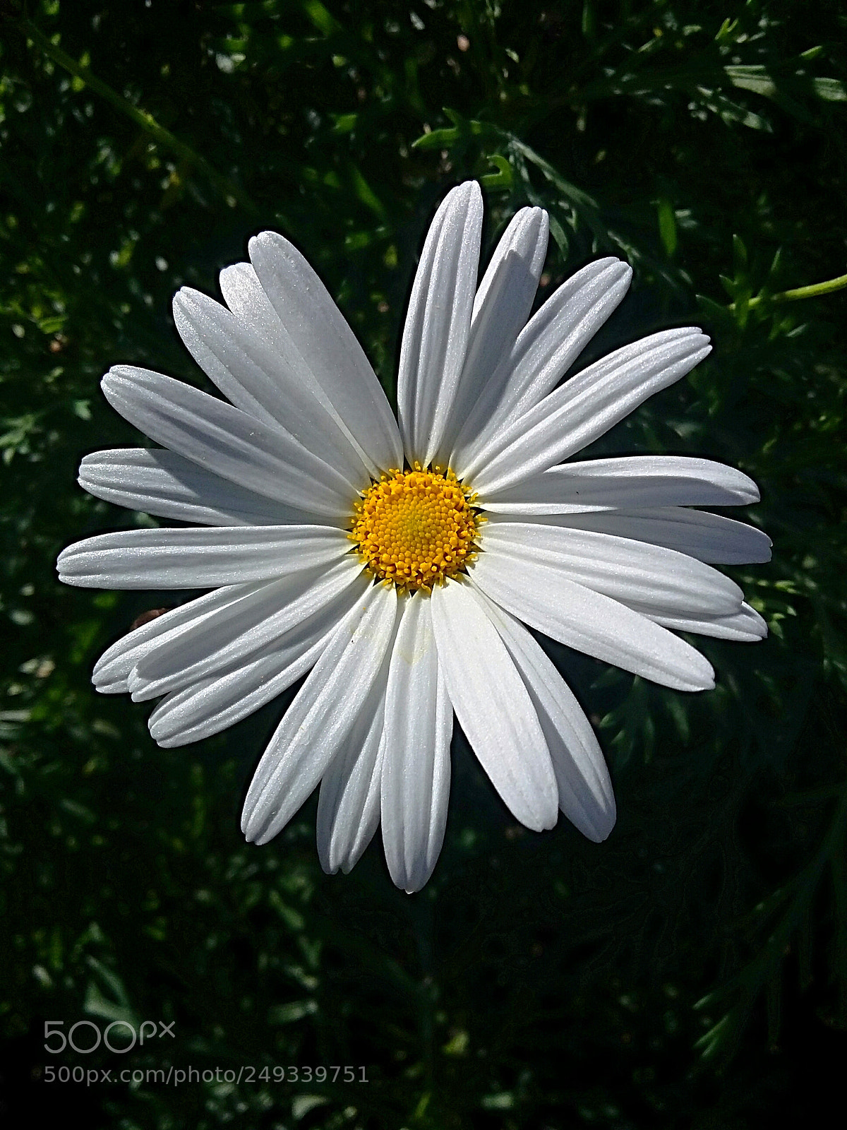 Samsung Galaxy Grand Prime sample photo. Field daisy photography