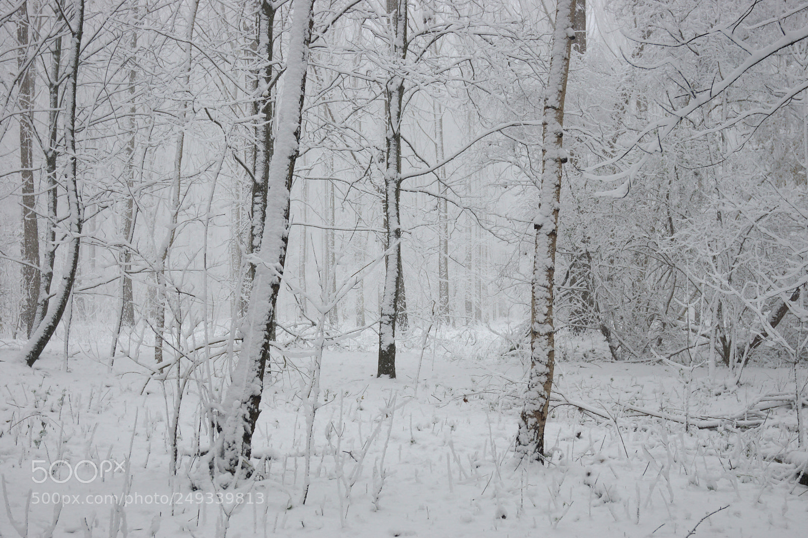 Sony SLT-A77 sample photo. White wood photography