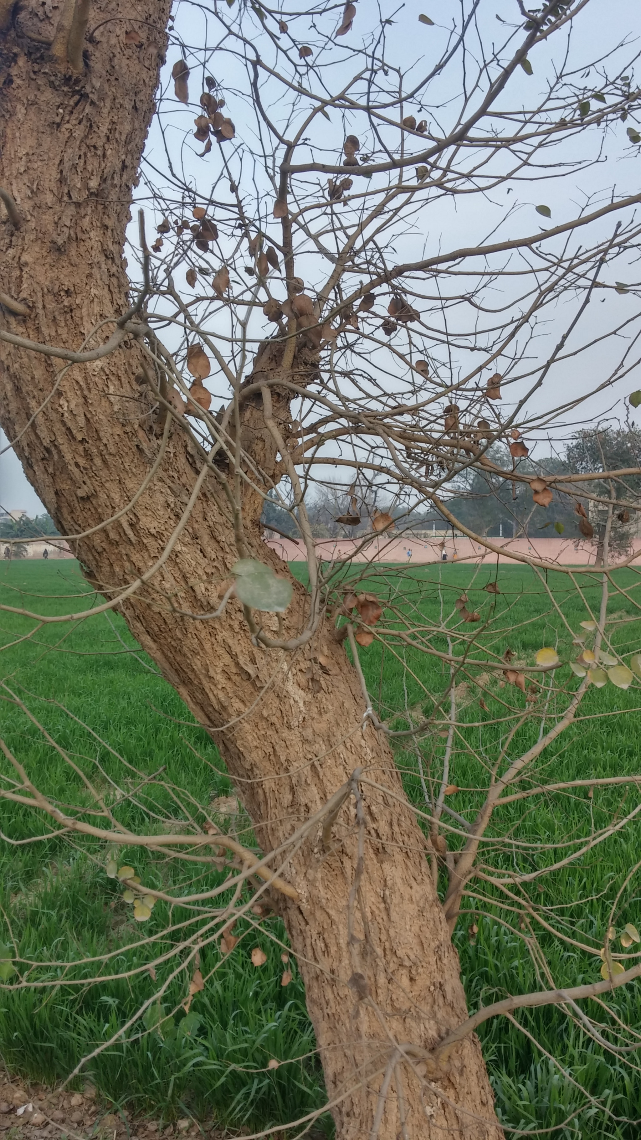 LG G2 sample photo