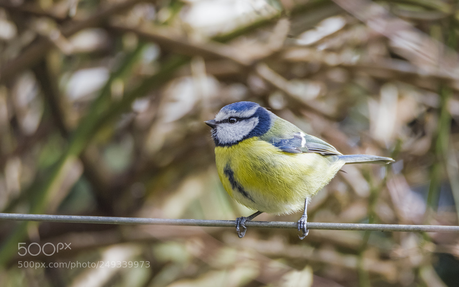 Canon EOS 550D (EOS Rebel T2i / EOS Kiss X4) sample photo. Blue tit photography
