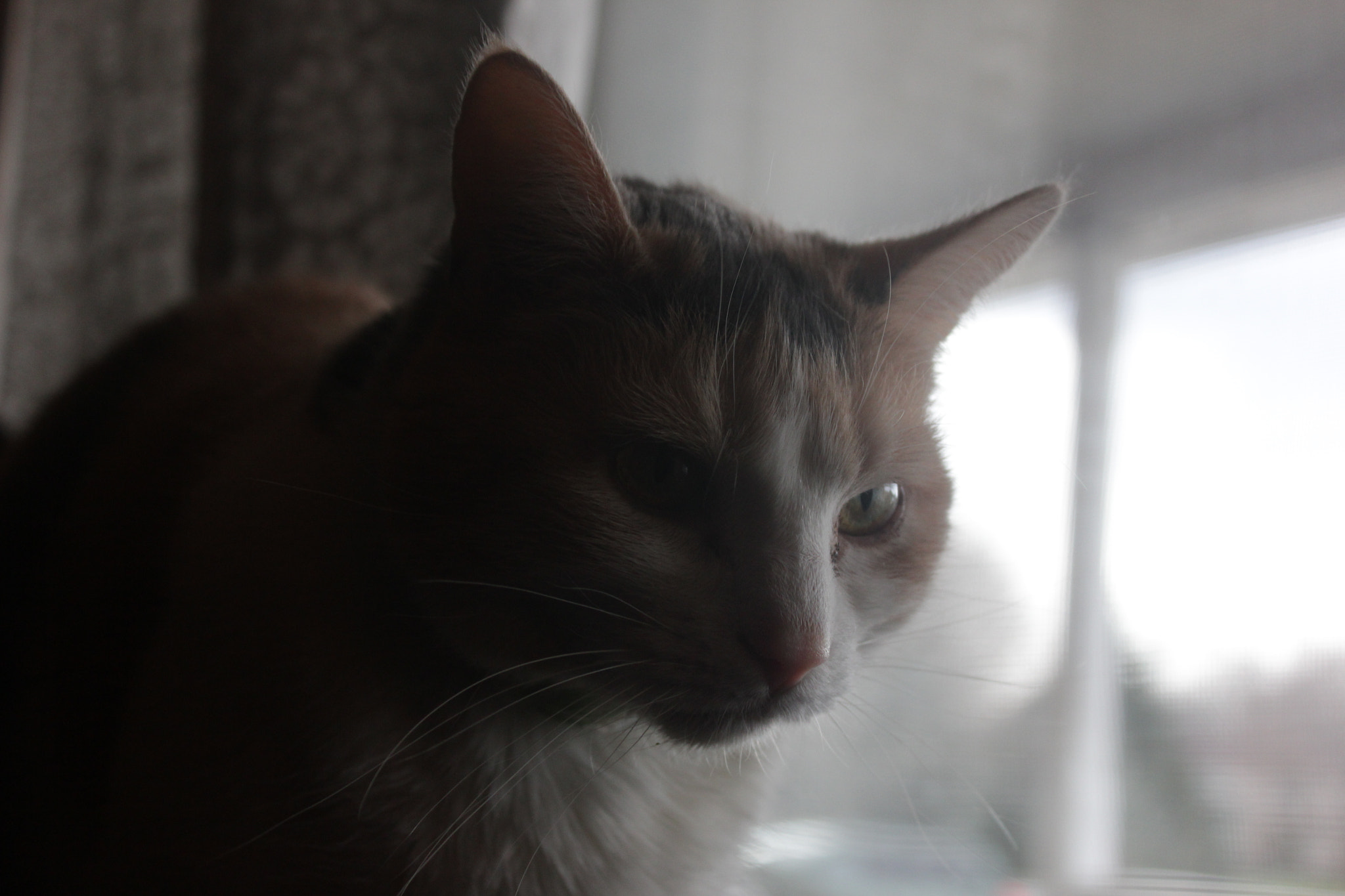 Canon EOS 550D (EOS Rebel T2i / EOS Kiss X4) sample photo. Ella photography