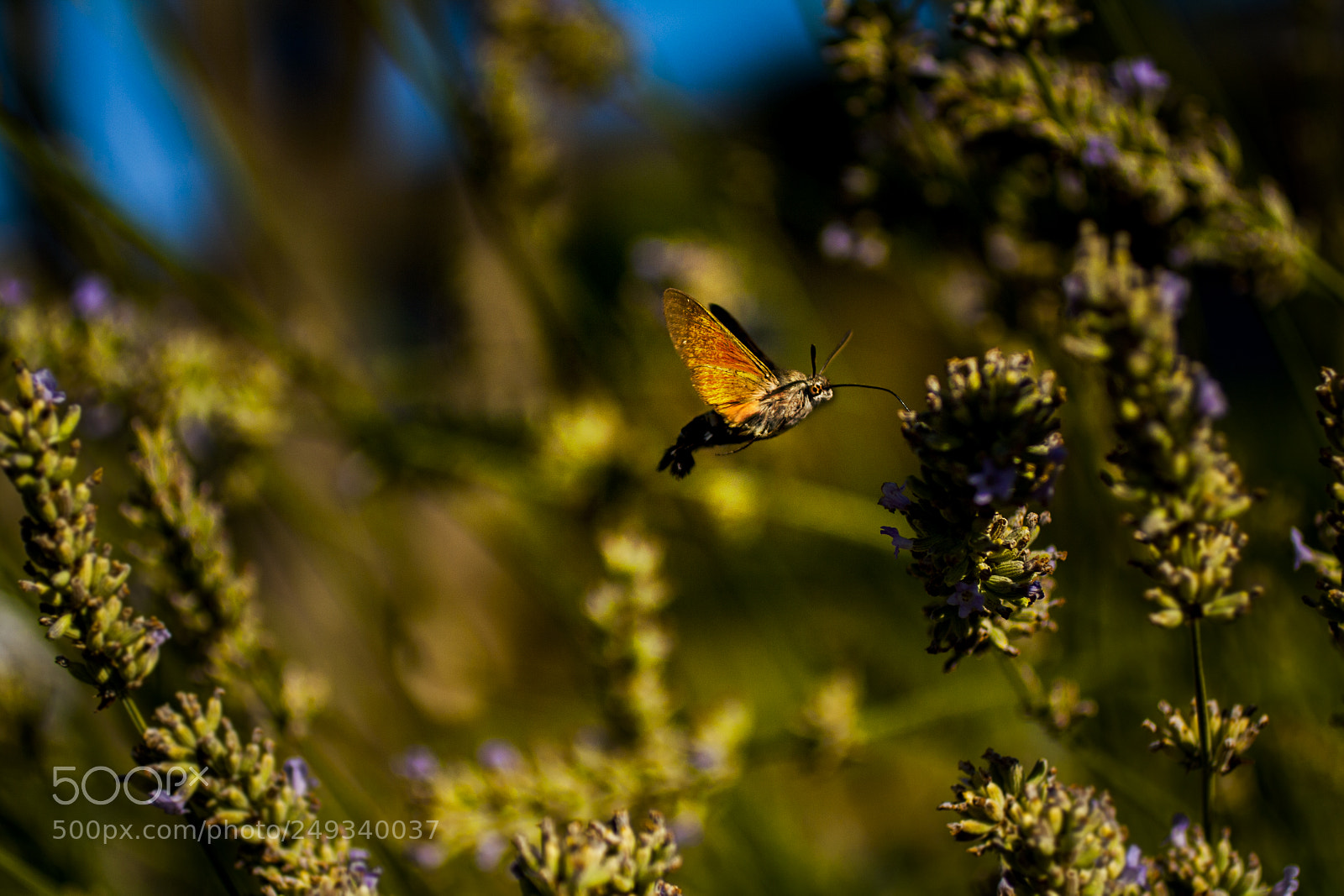 Canon EOS 1000D (EOS Digital Rebel XS / EOS Kiss F) sample photo. Butterfly photography