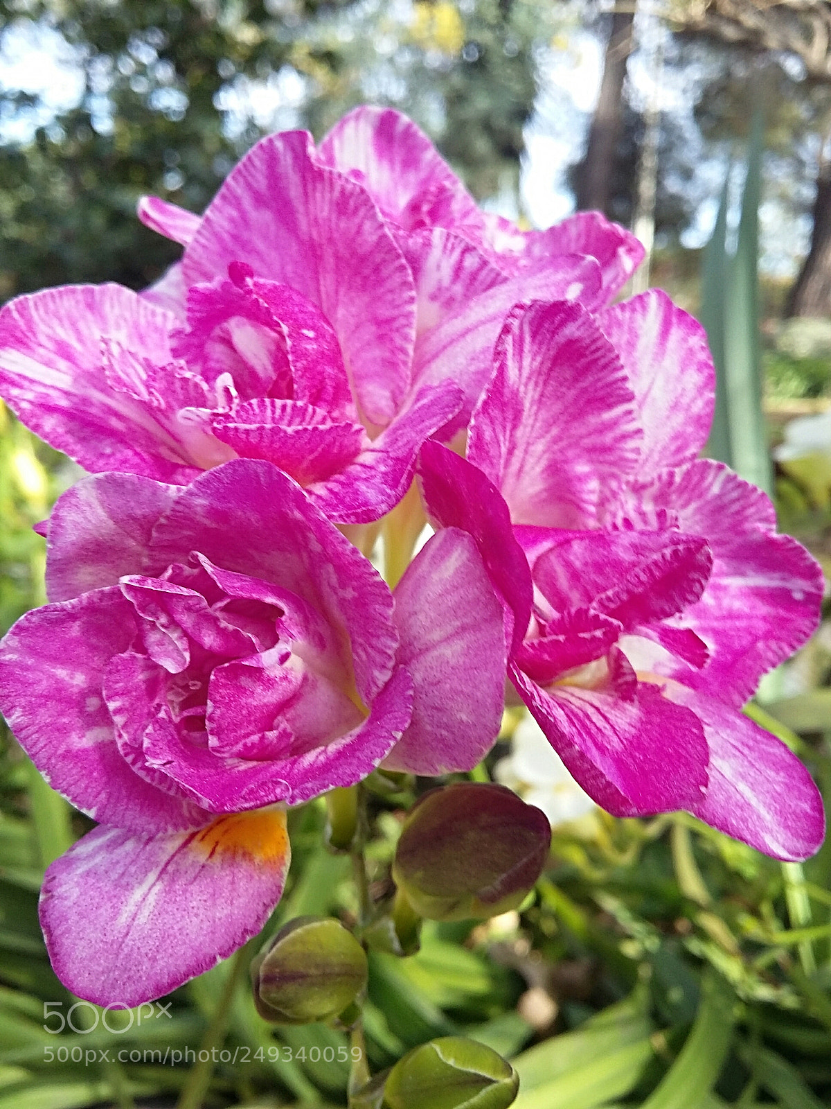 Samsung Galaxy Grand Prime sample photo. Spring flowers in sicily photography