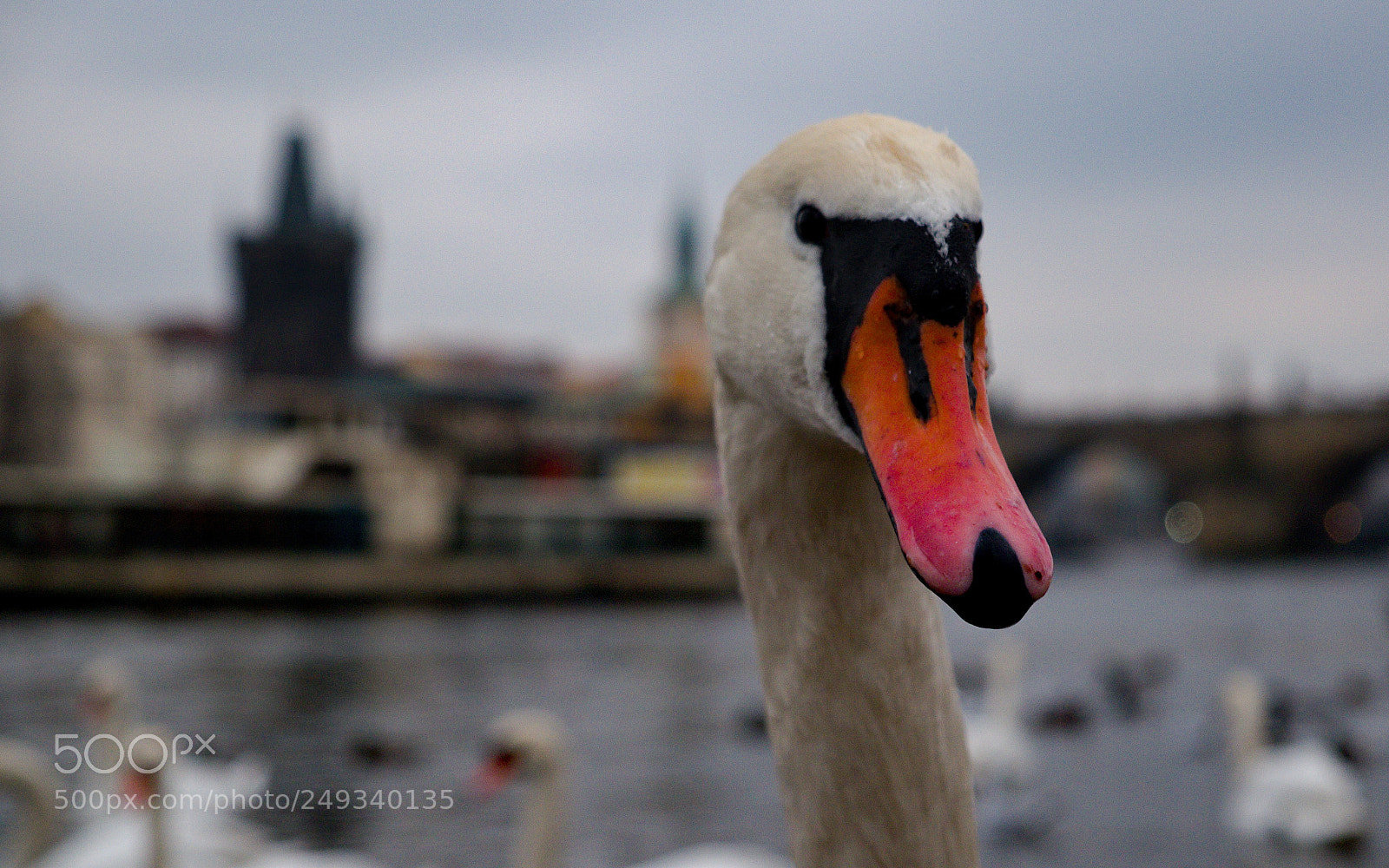 Fujifilm X-T10 sample photo. Swan photography