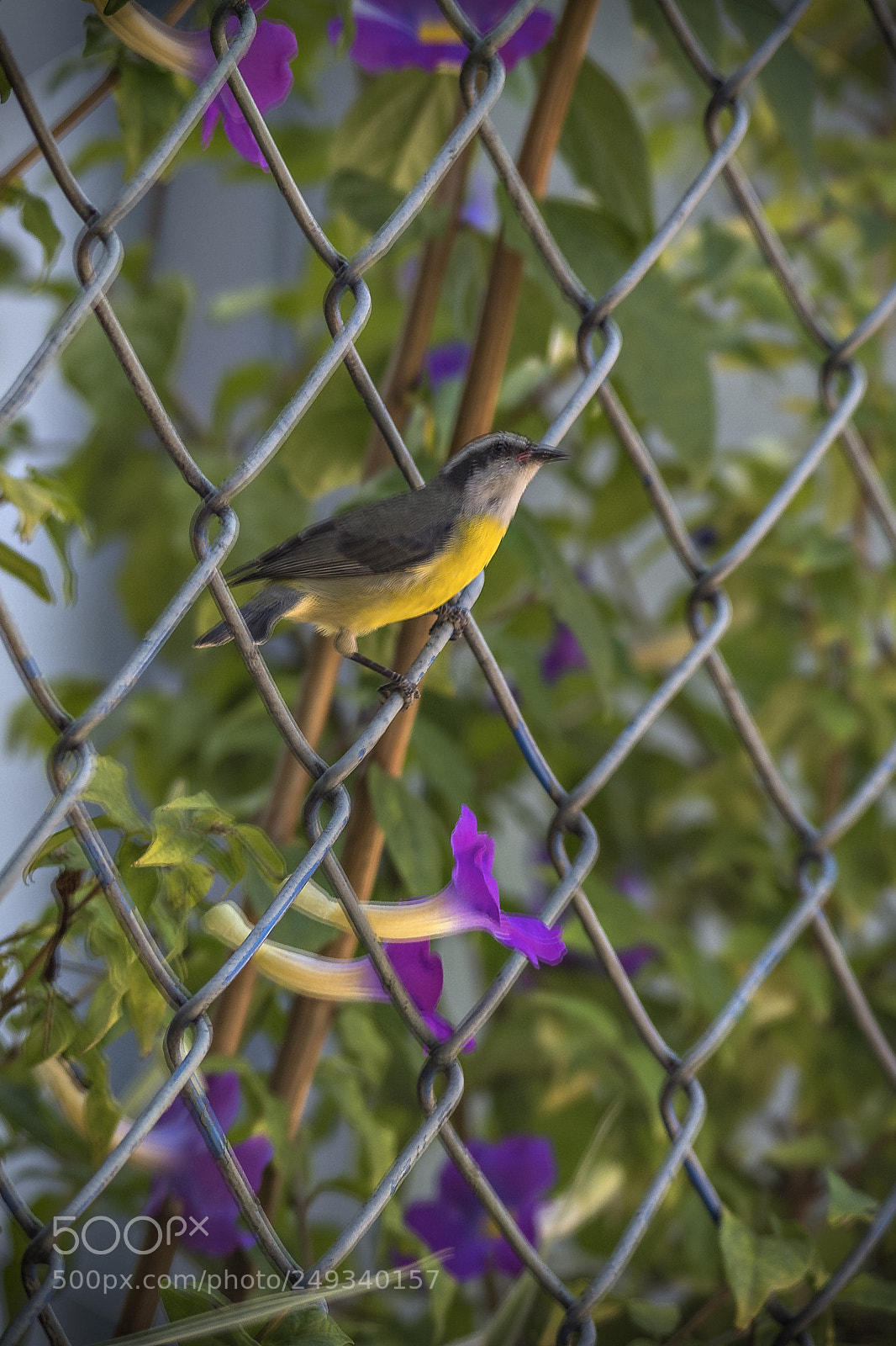 Nikon D500 sample photo. Coereba flaveola, linnaeus photography