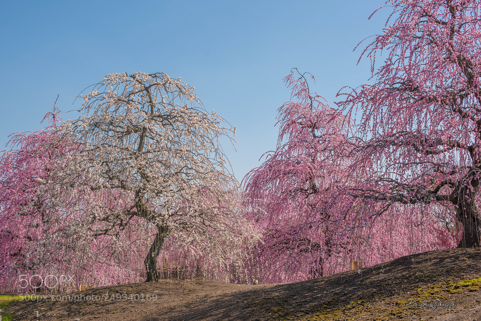 Nikon D810 sample photo. Full boom photography