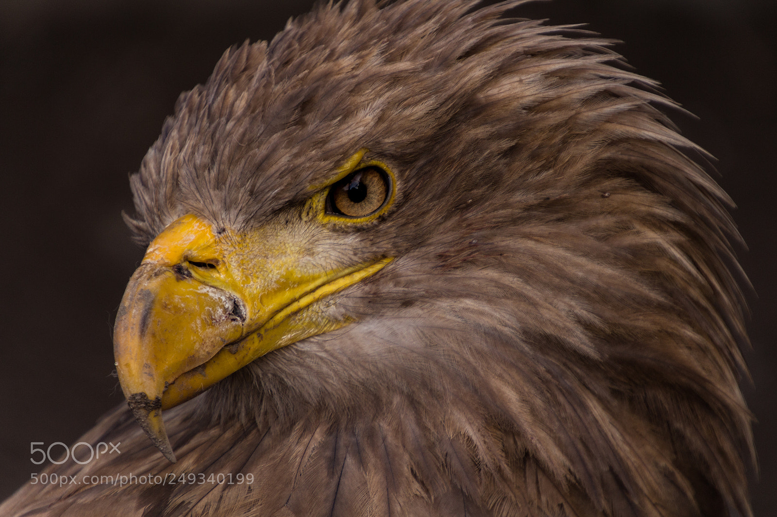 Canon EOS 700D (EOS Rebel T5i / EOS Kiss X7i) sample photo. White-tailed eagle photography