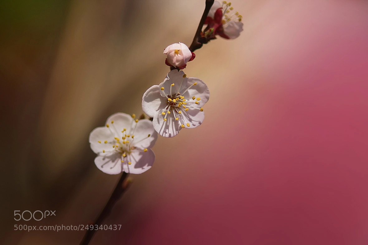 Canon EOS 7D sample photo. Spring beauty photography