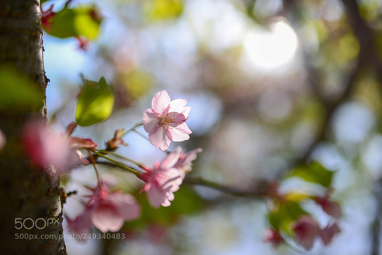 Nikon D610 sample photo. Blooming blossoms photography