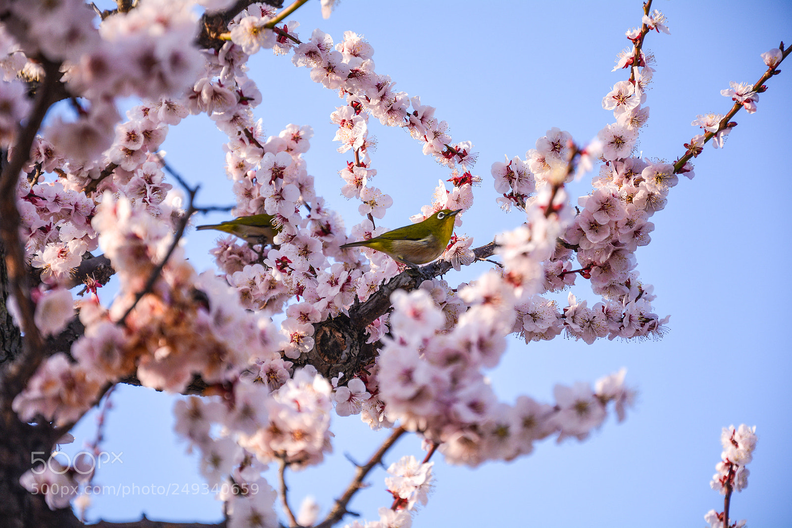 Nikon D5200 sample photo. Mejiro photography