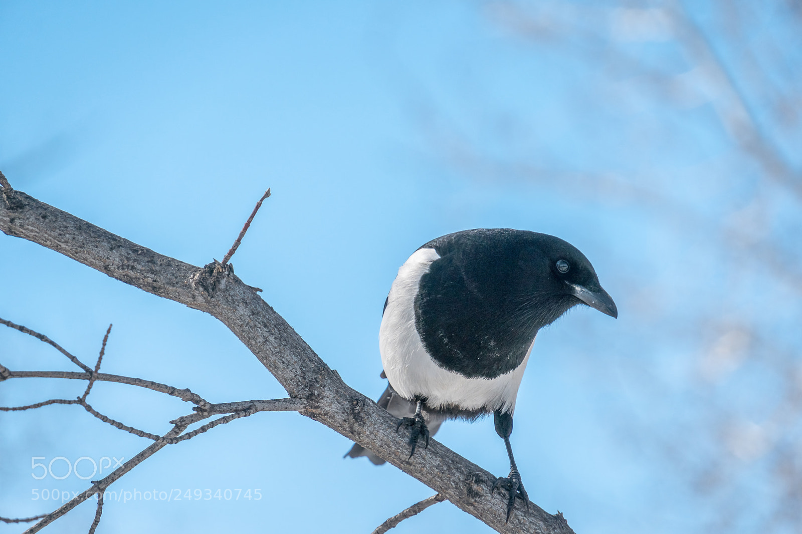 Sony a6500 sample photo. Magpie photography