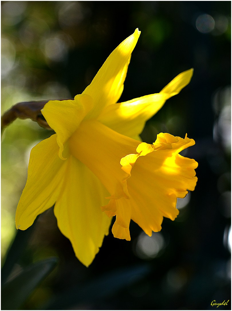 Nikon D5200 sample photo. Un peu de soleil ! photography