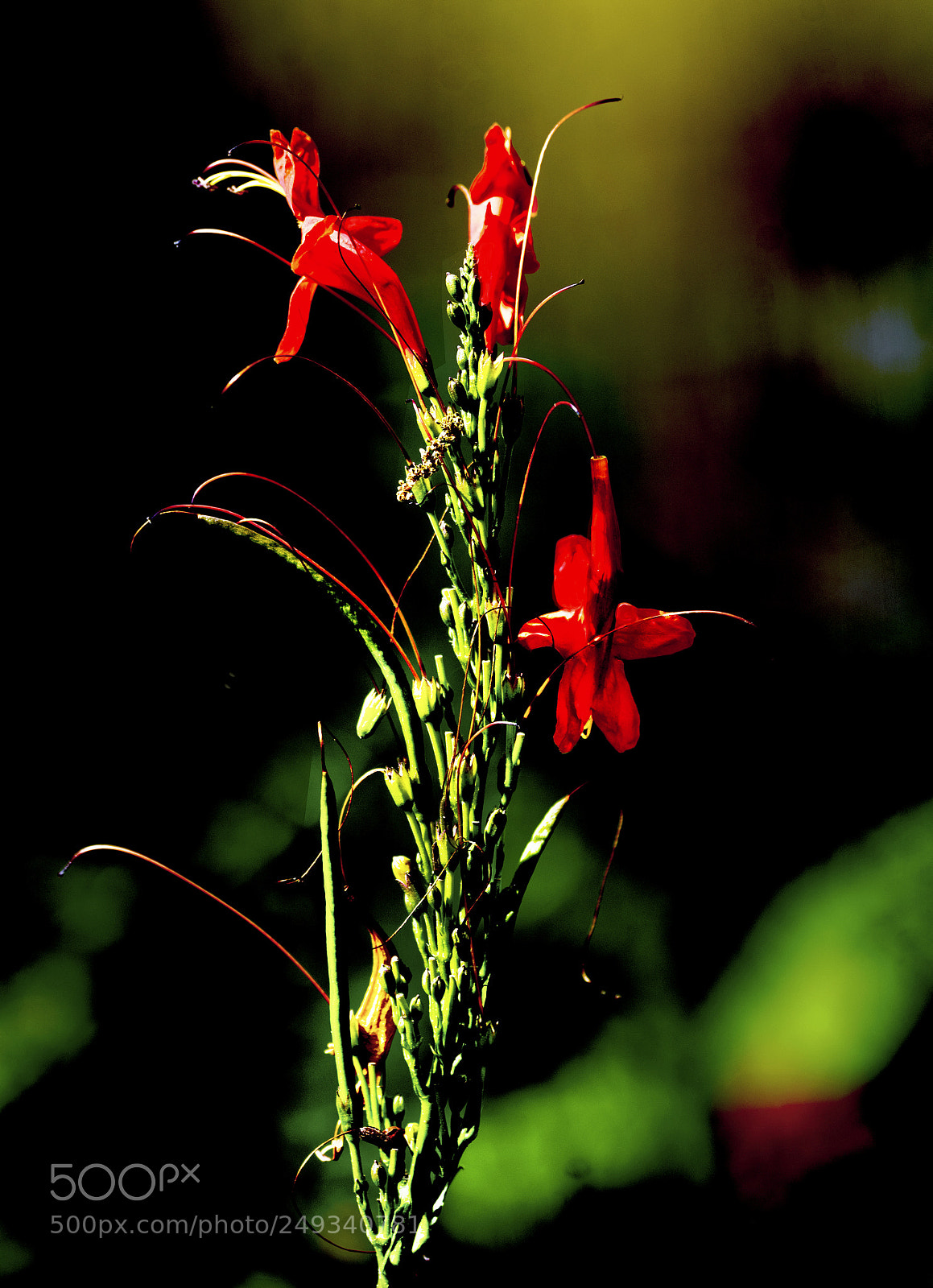 Sony a7R III sample photo. Red flower close up photography