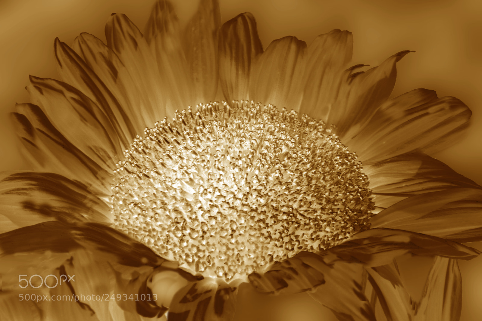 Canon EOS 7D sample photo. Sunflower photography