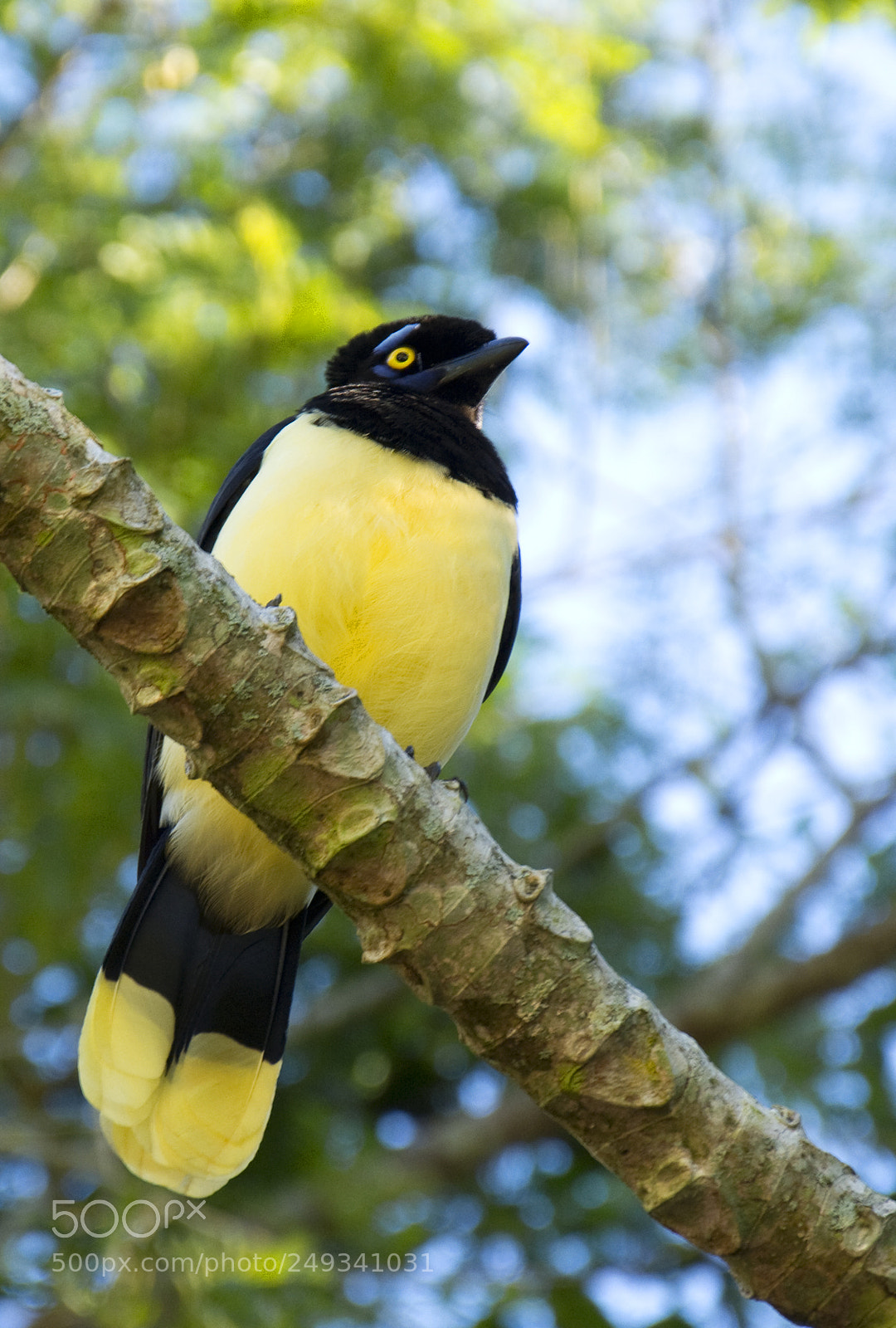 Nikon D7100 sample photo. Pajaro photography