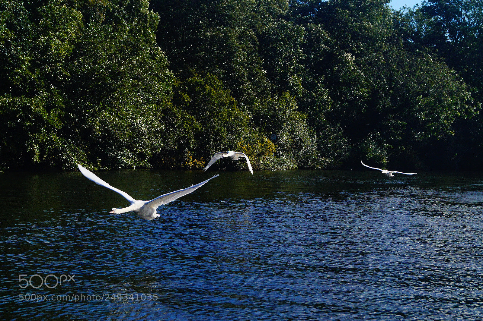 Sony SLT-A58 sample photo. On the wing photography