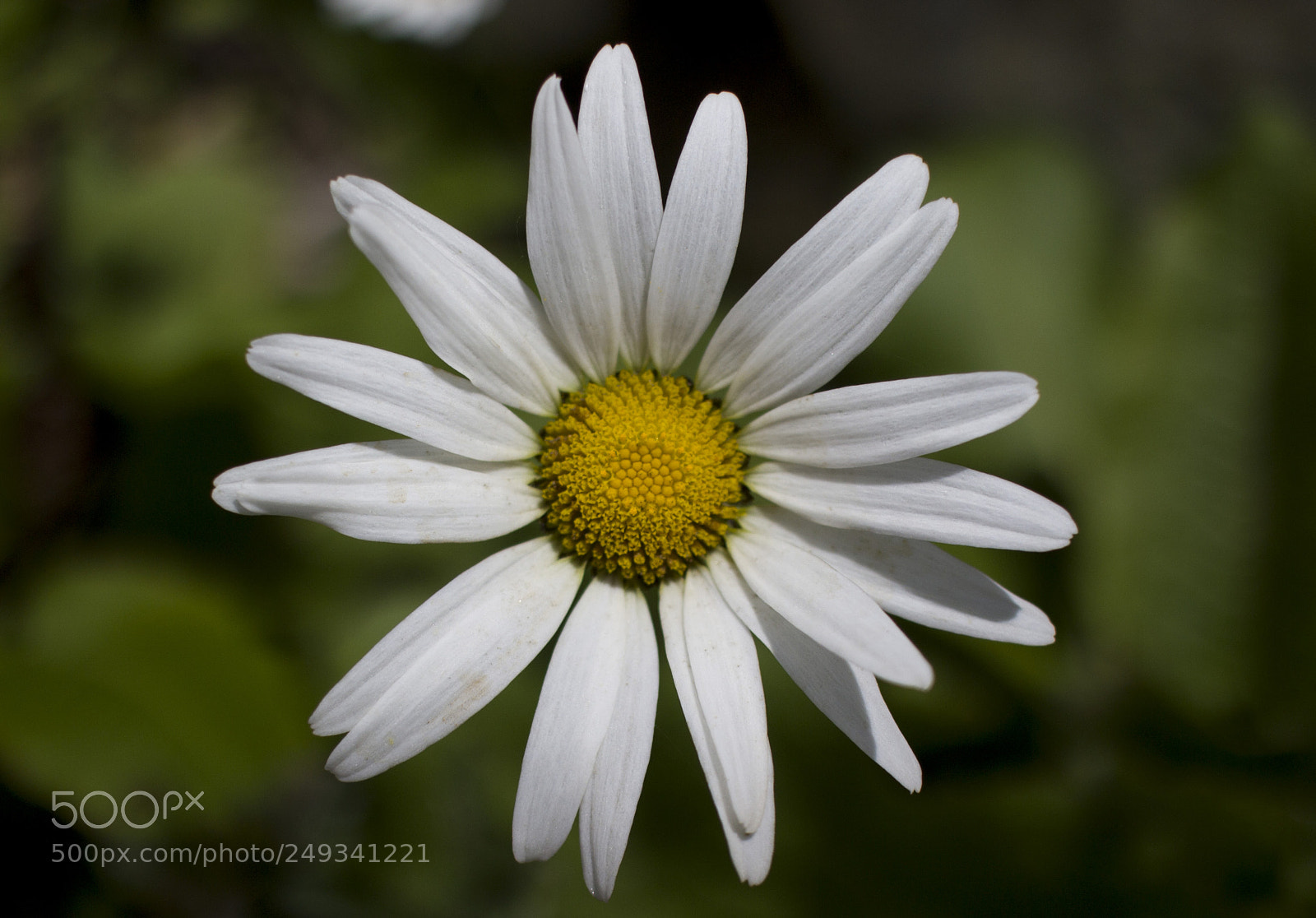 Canon EOS 600D (Rebel EOS T3i / EOS Kiss X5) sample photo. Himalayan flower photography