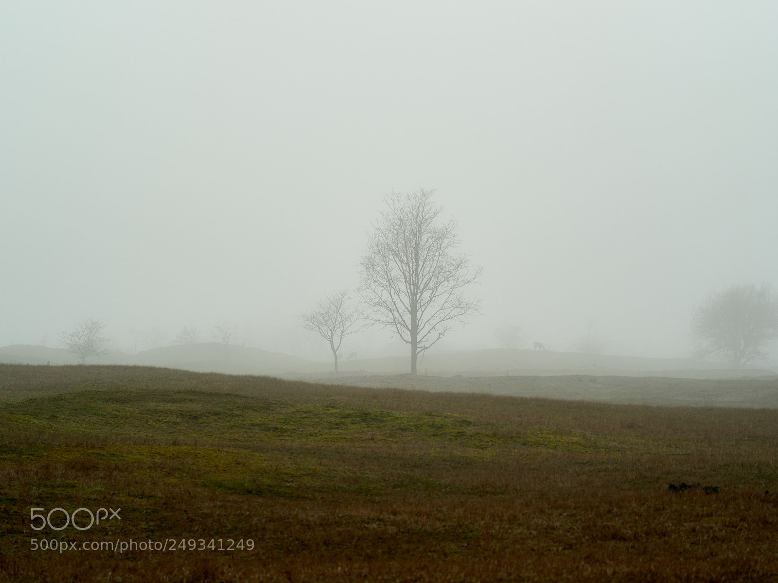 Olympus OM-D E-M1 Mark II sample photo. Sea fog with trees photography
