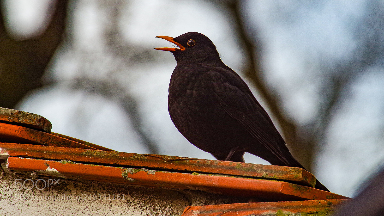 Pentax K-30 sample photo. Blackbird photography