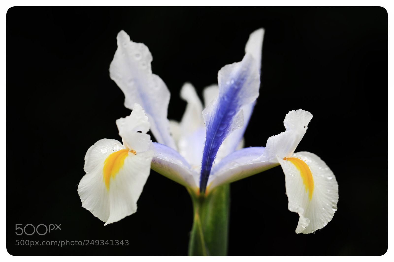 Canon EOS 5D Mark IV sample photo. Untitled photography