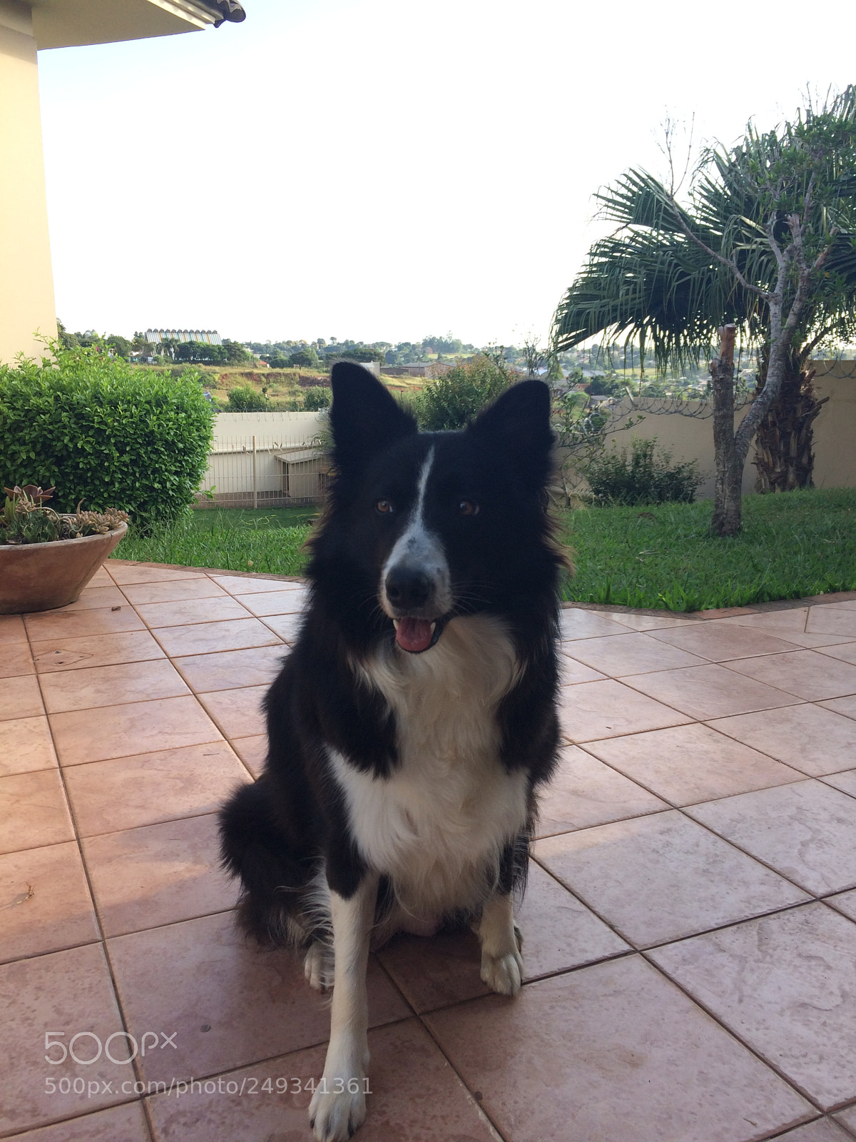 Apple iPhone 5s sample photo. Molly i love border photography