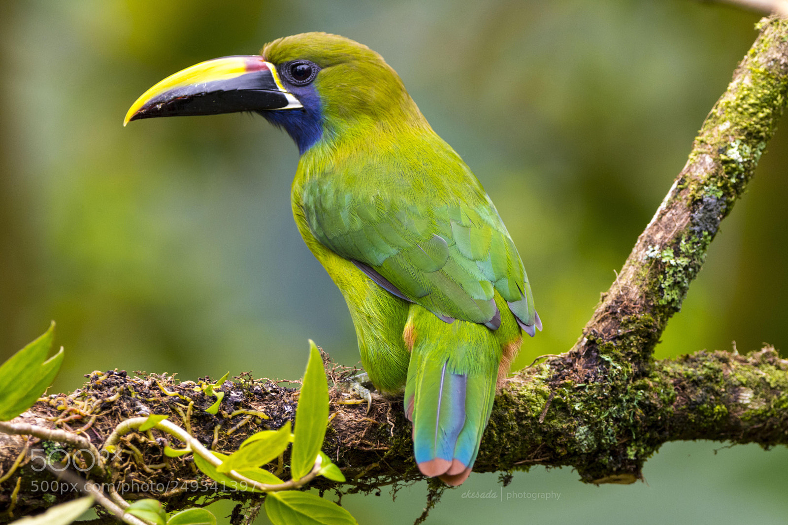 Nikon D7200 sample photo. ‘tucancillo’ #beautifulbird #wildlifephotography # ... photography