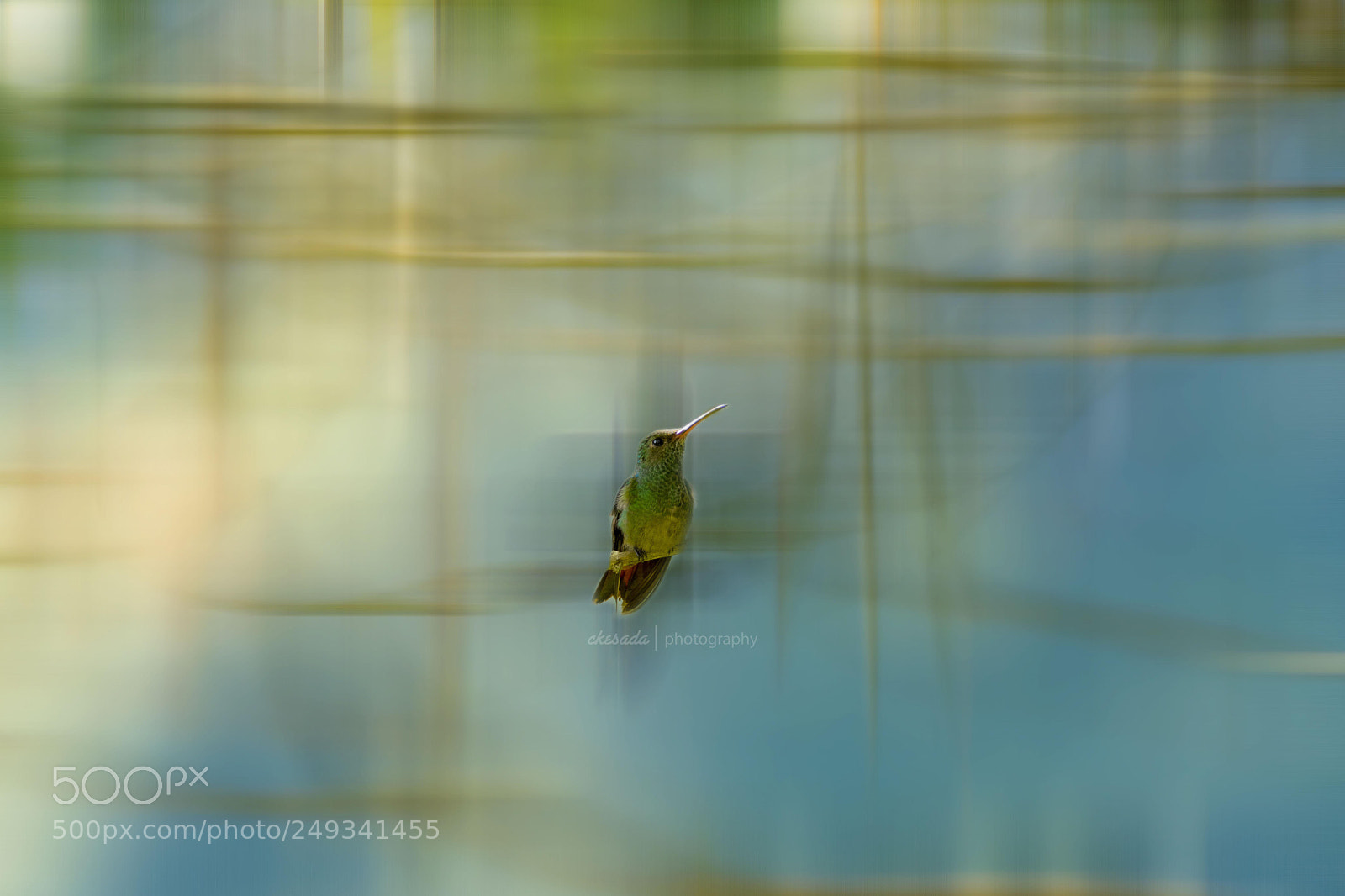 Nikon D7200 sample photo. ‘rufous-tailed’ #hummingbird #beautifulbird #wildl ... photography