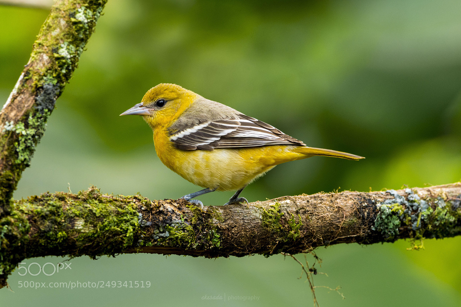 Nikon D7200 sample photo. ‘baltimore oriole’ #beautifulbird #wildlifephotogr ... photography