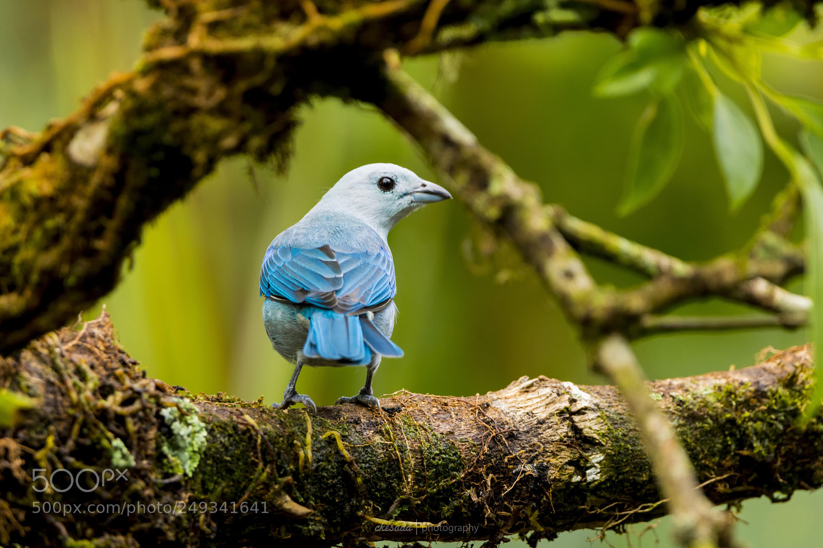 Nikon D7200 sample photo. ‘viudita’ #beautifulbird #wildlifephotography #mou ... photography